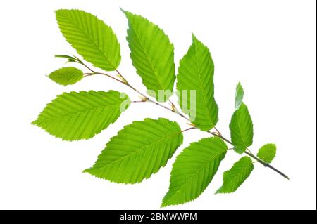 foglia di carpino con polline isolato su sfondo bianco Foto Stock