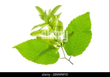 foglia di carpino con polline isolato su sfondo bianco Foto Stock