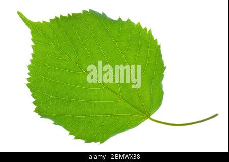 foglia singola di calce isolata su sfondo bianco Foto Stock