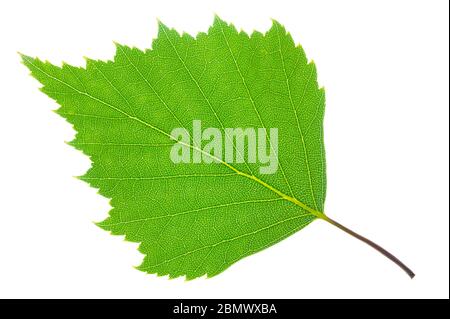 foglia singola di betulla isolata su sfondo bianco Foto Stock