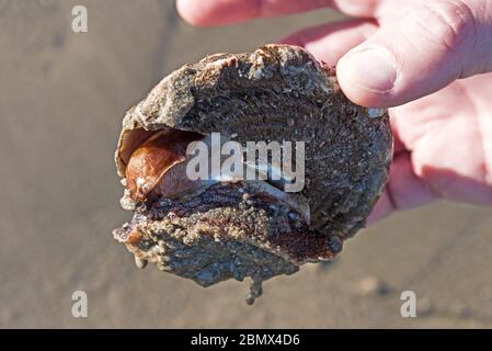 La chiocciola Turbana ondulata (Megastraea undosa) si estendeva fuori dalla conchiglia, dal lato, la testa e sifone visibili. Leo Carrillo Beach, Malibu, California. Foto Stock