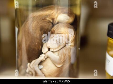 Due mammiferi fetali si siedono in un vaso di vetro di trasparente liquido in una collezione museo di storia naturale Foto Stock