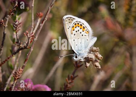 Farfalle blu con borchie d'argento (plebeius argus) sulla brughiera. Surrey, Regno Unito. Foto Stock