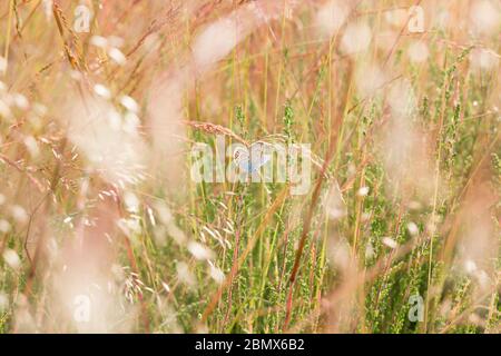 Farfalle blu con borchie d'argento (plebeius argus) sulla brughiera. Surrey, Regno Unito. Foto Stock