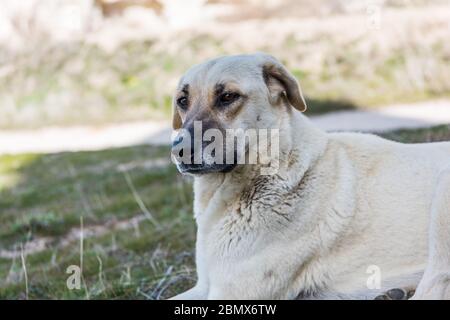 Il cane del pastore Kangal seduto sulla prateria nella città di Goreme, Cappadocia, una razza di grande cane guardiano del bestiame a Sivas, Turchia Foto Stock