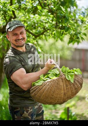 Felice agricoltore che trasporta un cesto di orache (spinaci francesi) attraverso gli alberi di mele nel giardino Foto Stock