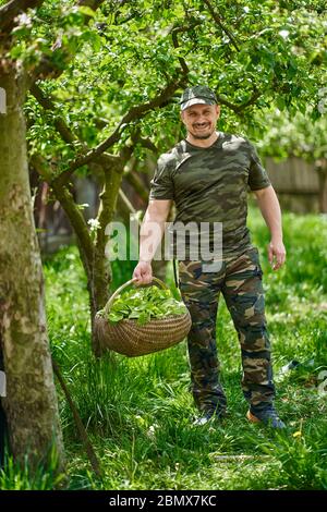 Felice agricoltore che trasporta un cesto di orache (spinaci francesi) attraverso gli alberi di mele nel giardino Foto Stock