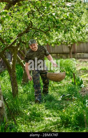 Felice agricoltore che trasporta un cesto di orache (spinaci francesi) attraverso gli alberi di mele nel giardino Foto Stock