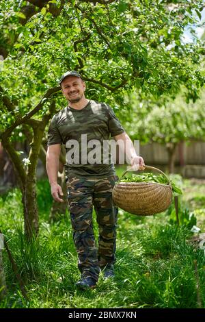 Felice agricoltore che trasporta un cesto di orache (spinaci francesi) attraverso gli alberi di mele nel giardino Foto Stock