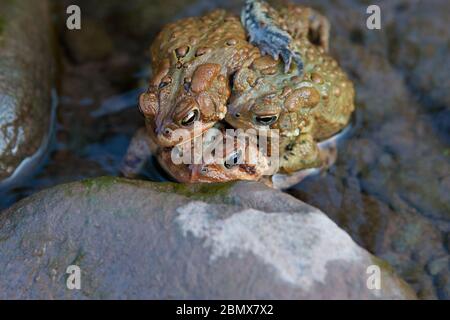 Due toads americani maschi (Bufo americanus) lottano per la posizione sul dorso di una femmina che sta rilasciando le uova in un fiume a Catskills, New York Foto Stock