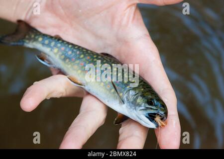 Un uomo detiene una trota di ruscello appena pescata (Salvelinus fontinalis) che ha catturato mentre pesca con la mosca in un fiume nella regione Catskills di NY, Stati Uniti Foto Stock