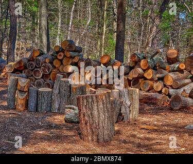 Legno duro tagliato e accatastato di fresco posato su un tappeto di aghi di pino e segatura in caldo sole del pomeriggio. La legna da ardere è stata preparata dal Breakhe Foto Stock