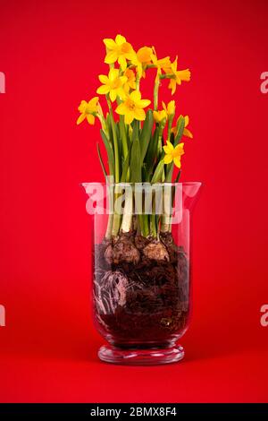 Mazzo di narcisi gialle in un vaso di vetro trasparente fotografato su sfondo rosso Foto Stock