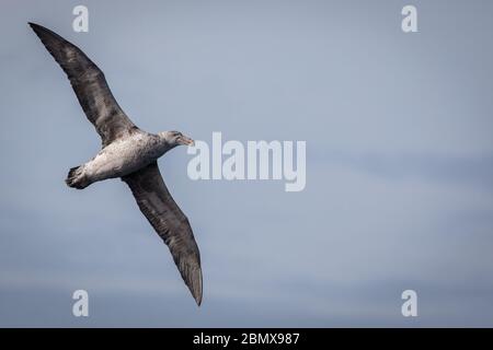 La corrente di Agulhas dell'Oceano Indiano al largo della costa del Sud Africa attrae uccelli marini pelagici come il Northern Giant Petrel, Macronectes halli. Foto Stock