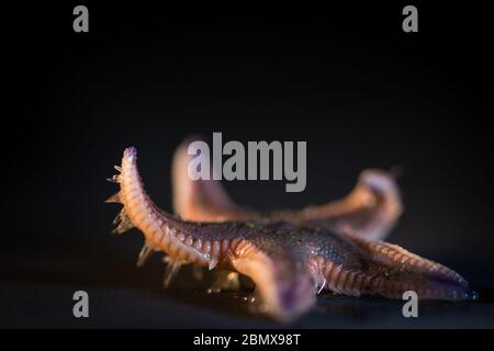 Astropecten arancio trim mare stella, Astropecten irregolarità, è una delle molte specie trovato sul mare al largo della costa del Sudafrica. Foto Stock