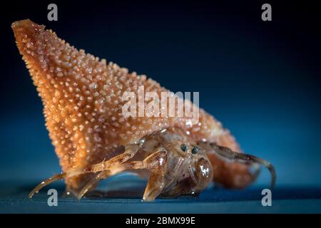 I granchi eremiti abitano una conchiglia di molluschi scavenged, come questi esemplari raccolti da scienziati che fanno il campionamento bentico del fondale dell'Oceano Indiano. Foto Stock