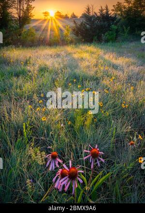 Texas Wildflowers all'alba Foto Stock