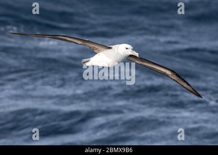 La corrente di Agulhas, Oceano Indiano, al largo della costa del Sud Africa attrae uccelli marini pelagici come l'albatross bruno nero, il melanofris di Thalassarche. Foto Stock