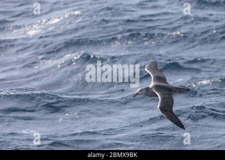 La corrente di Agulhas dell'Oceano Indiano al largo della costa del Sud Africa attrae uccelli marini pelagici come il Northern Giant Petrel, Macronectes halli. Foto Stock