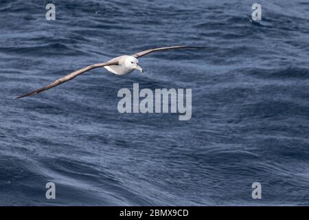 La corrente di Agulhas, Oceano Indiano, al largo della costa del Sud Africa attrae uccelli marini pelagici come l'albatross bruno nero, il melanofris di Thalassarche. Foto Stock