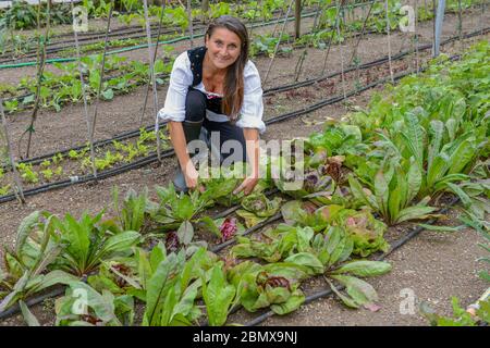 Lugano, Svizzera - 18 ottobre 2016: Donna nel suo orto biologico a Lugano in Svizzera Foto Stock