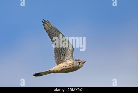 Kestrel, Falco tinnunculus, volare sotto il cielo blu Foto Stock