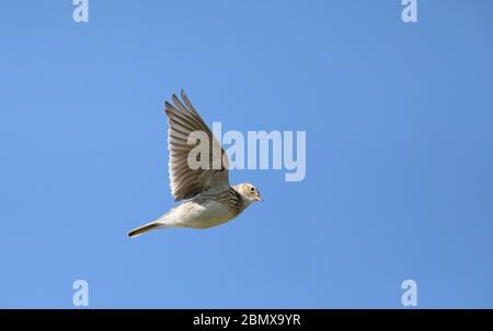 Skylark che si sorvoli sotto il cielo blu Foto Stock