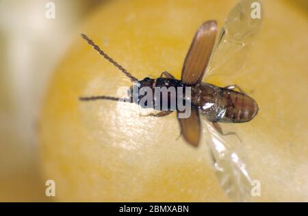 Ruggine rosso, arrugginito o coleottero piatto (Cryptolestes ferrugineus) un prodotto immagazzinato peste su grano di mais con cassa alare aperta Foto Stock