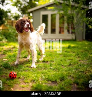Un cane inglese Springer Spaniel felice in un giardino verde in una giornata estiva con una casa estiva sullo sfondo e una palla rossa in primo piano. Foto Stock