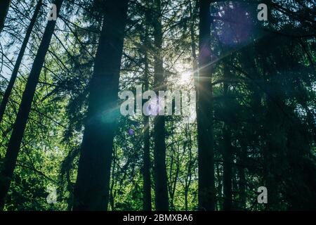 Raggi del sole nella foresta di faggio. Trekking, viaggi e legname industrie concetto. Foto Stock