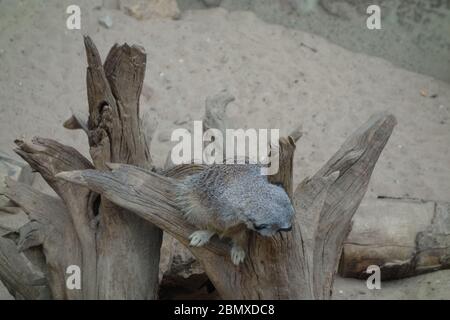 Un meerkat su un ramo di albero nell'habitat di Meerkat al mondo tropicale, Leeds. Foto Stock