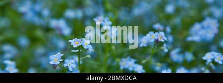 Campo di delicato dimenticare-me-not. Estate floreale sfondo blu, banner. Foto Stock