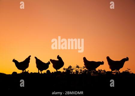 Silhouette di pollo Foto Stock