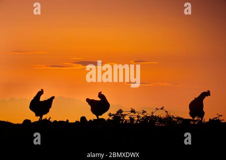 Silhouette di pollo Foto Stock