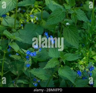 Strade deserte dell'Inghilterra durante Coronavirus Lockdown. Flora e fauna abbondanti. Dissimi, non è ovunque. Fiori blu, Pentaglottis Sempervirens Foto Stock