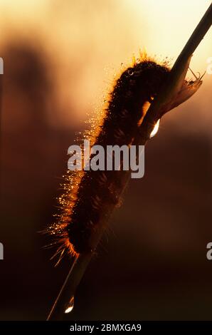 Bevitore Moth Caterpillar (Euthrix potatoria) Foto Stock