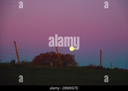 La mattina presto con la luna che si abbassa su Parliament Hill a Hampstead Heath, Londra Foto Stock