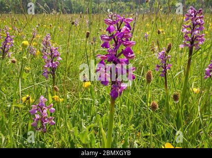 Colonia di orchidee orchidee orchidee morio con ali verdi in un prato di fiori selvatici ad Ashton Court vicino Bristol UK Foto Stock