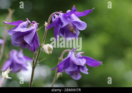 I bellissimi fiori viola luminosi dell'Aquilegia vulgaris si avvicinano in un ambiente naturale all'aperto con sfondo verde bokeh. CopySpace a destra. Foto Stock