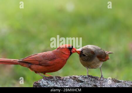 Coppia cardinale settentrionale, Cardinalis cardinalis, arroccato su un ceppo di alberi nel tardo pomeriggio verde erba sfondo copia spazio Foto Stock