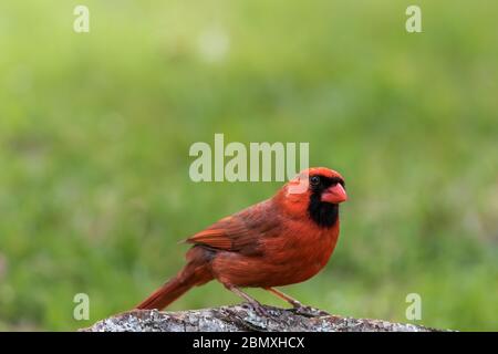 Cardinale settentrionale maschile, Cardinalis cardinalis, arroccato su un ceppo di alberi nel tardo pomeriggio verde erba sfondo copia spazio Foto Stock