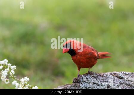 Cardinale settentrionale maschile, Cardinalis cardinalis, arroccato su un ceppo di alberi nel tardo pomeriggio verde erba sfondo copia spazio Foto Stock