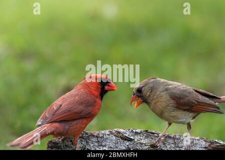 Coppia cardinale settentrionale, Cardinalis cardinalis, arroccato su un ceppo di alberi nel tardo pomeriggio verde erba sfondo copia spazio Foto Stock