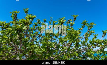 Bacche di fico su un albero Foto Stock