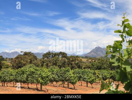 Vineyards and landscape near Franschhoek in the Cape Winelands, Western Cape, South Africa Foto Stock