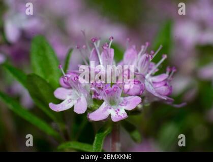 Primo piano di Timo a foglie larghe, timo di limone, timo pulegioide di timo, in fiore su sfondo sfocato Foto Stock