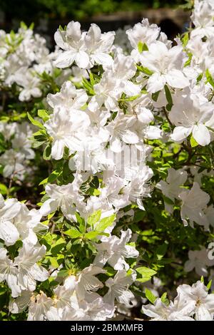 Fiori in fiore nel Central Park, New Y ork City. Foto Stock