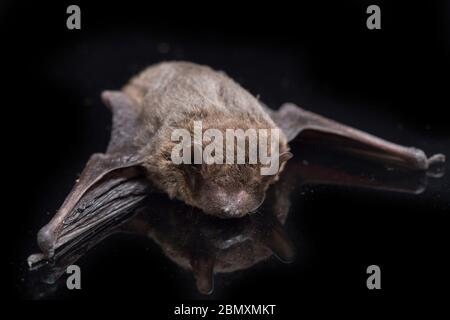 Il comune pipistrello ad ali piegate, il pipistrello a dita lunghe di Schreibers o il pipistrello di Schreibers (Miniopterus schreibersii) isolato su sfondo nero Foto Stock