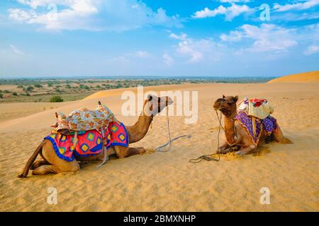 Cammello indiano nelle dune di sabbia del deserto di Thar al tramonto. Jaisalmer, Rajasthan, India Foto Stock