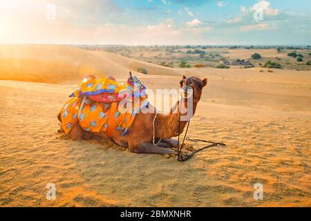 Cammello indiano nelle dune di sabbia del deserto di Thar al tramonto. Jaisalmer, Rajasthan, India Foto Stock